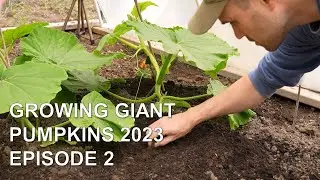Growing Giant Pumpkins 2023 Episode 2 - Greenhouse Care