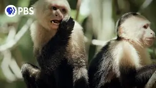 Finding Capuchin Monkeys in Costa Rican Mangroves