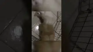 anjing pom kawin