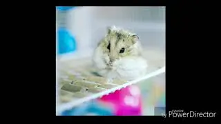 Элли ди
