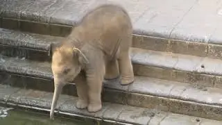 Baby Elephant Enjoying A Bath Will Splash a smile On Your Face