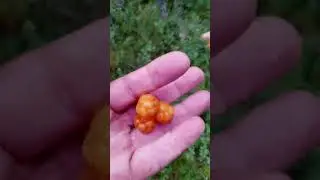 Морошка. Небольшое болото всё усыпано ягодой.