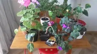 ОБЗОР РАСТЕНИЙ в цветочном горшке поганка бледная и Я ВЕРНУЛАСЬ