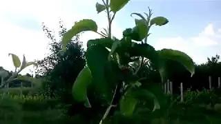 Первый опыт весенней прививки яблони и груши черенком   в ращеп