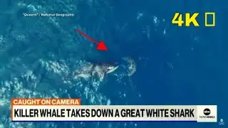 FIRST TIME On Camera Solo Orca EATS A Great White SHARK in 4K HD- ABC News 