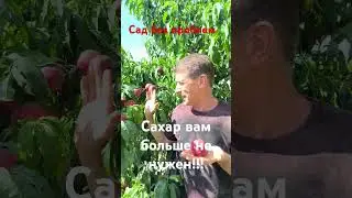 Флеминг Фьюри 11 - самый сладкий нектарин!!!