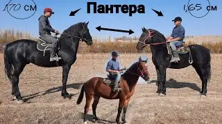 Аттар УКМУШ экен э 🐎 КАП-КАРА ПАНТЕРА ОРЛОВ 😱 ТАНДАП АЛАГЫЛА ӨЗГӨНДӨ