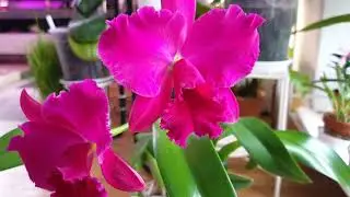 Цветущие каттлеи: Cattleya Wolkerinter  Rlc. Chomthong Delight   Rlc. Hsinying Scarlet 'Cherry'