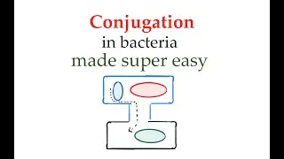 Conjugation mechanism (#13)
