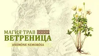 Ветреница магические свойства