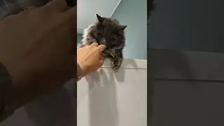 КОТ И ГОТОВКА 