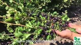 🌿 Крыжовник сорт ЧЕРНОМОР. 🌿