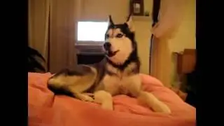 Funny Dogs talking to Owners