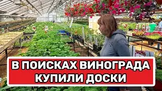 В поисках винограда Купили доски