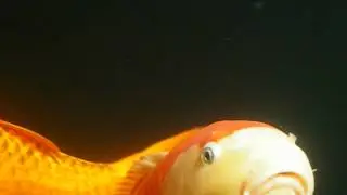 2012-06-08 koi-02