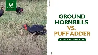 Ground Hornbills killing and eating a puff adder.