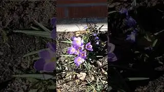 Крокусы расцвели Весна Жизнь продолжается