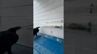 #animal #crow #birds #raven #воронгоша #nature #aboutbirds