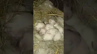 малыши#дети#кролика#калифорния#2024#