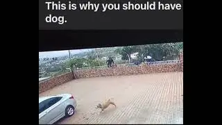 Why you need a security DOG 🐕