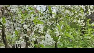 Цветущая черешня,1 мая 2024