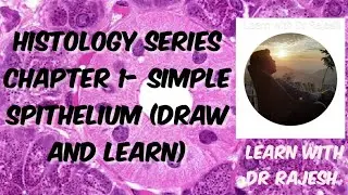 histology of simple epithelium - how to draw and learn