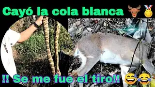 !!!SE ME FUE EL TIRO!! ESPERA DE VENADO MAÑOSO, OCULTA TU AROMA VIVORA DE CASCABEL ENORME EN EL PASO
