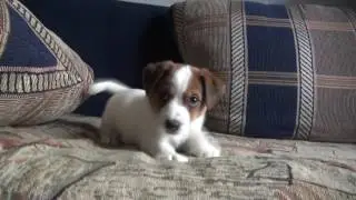 ДЖЕК РАССЕЛ ВИП 
