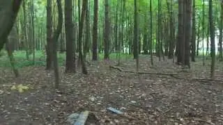 Кошка VS Белок