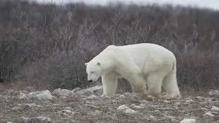 Polar Bears in Churchill, Canada