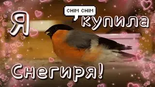 Я КУПИЛА СНЕГИРЯ !
