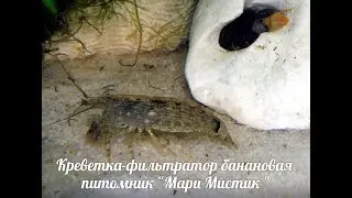 КРЕВЕТКА ФИЛЬТРАТОР + РОГАТАЯ УЛИТКА(Atyopsis moluccensis ) МАРИ МИСТИК АКВАРИУМ