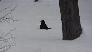 Ворона. Ошибка, это грач.