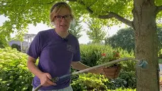 A tour of Wegerzyn Gardens & Plant care tips for the summer heat