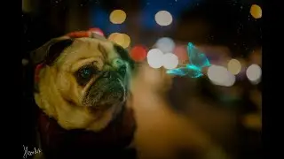 Photo Manipulation | Dog and butterfly | Photoshop tutorials