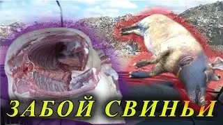 Забой свиньи/ 