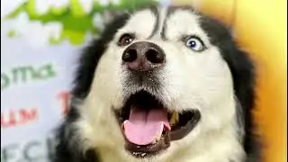 Шанс на жизнь