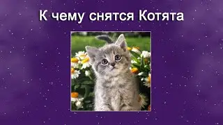 К чему снятся Котята – толкование сна по Соннику