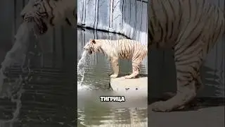 A tigress gave birth to a baby, but didn't accept it 🐯🥺 