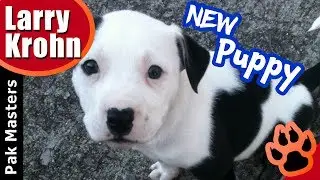 What to do when bringing your new puppy home for the first time