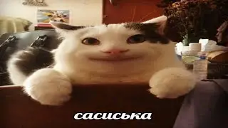 6 МИНУТ СМЕХА И НЕУДАЧ / BEST COUB /#Приколы#coub