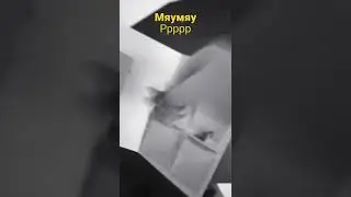 мяу ну кис🥺мы играем в кошки-мышки шалят мои нервишки ты либо люби либа беги-беги. 😻мяу😻
