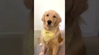Am I approachable? 🤔🤪 #goldenretriever #sillydog #funnydog #dogmom #cutedog #goldenretrievers