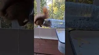 Две кормушки для белок 