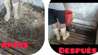 Cleaning and disinfection in the goat's corral for this reason we must have it clean and disinfected