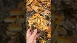 These mushrooms grow in winter🤯❄️ and cure cancer!