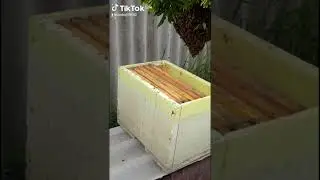 как снять рой за пять секунд.