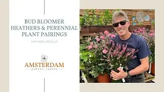 Bud Bloomer Heathers and Perennial Plant Pairings