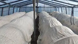 У нас уже первые всходы гороха.