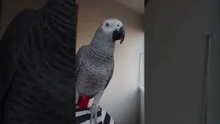 Talking parrot Jaco Bender Gromov calls children home!